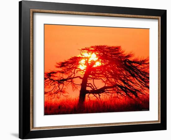 A Pine Tree and Sunrise-null-Framed Photographic Print