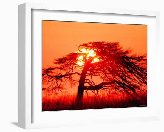 A Pine Tree and Sunrise-null-Framed Photographic Print