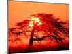 Photographic Print