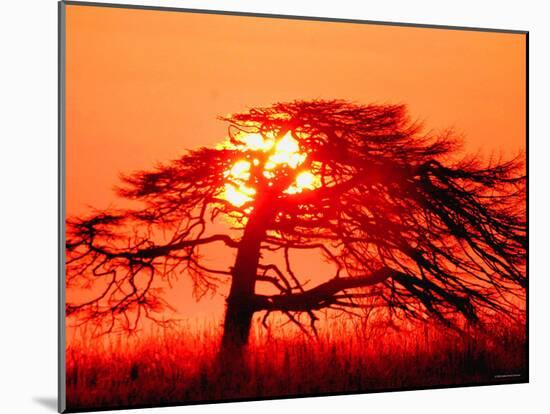 A Pine Tree and Sunrise-null-Mounted Photographic Print