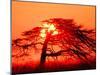 A Pine Tree and Sunrise-null-Mounted Photographic Print