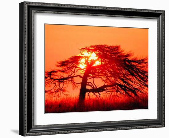 A Pine Tree and Sunrise-null-Framed Photographic Print