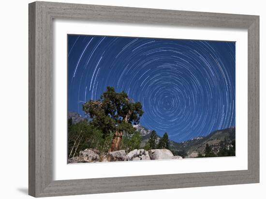 A Pine Tree on a Windswept Slope Reaches Skyward Towards North Facing Star Trails-null-Framed Photographic Print