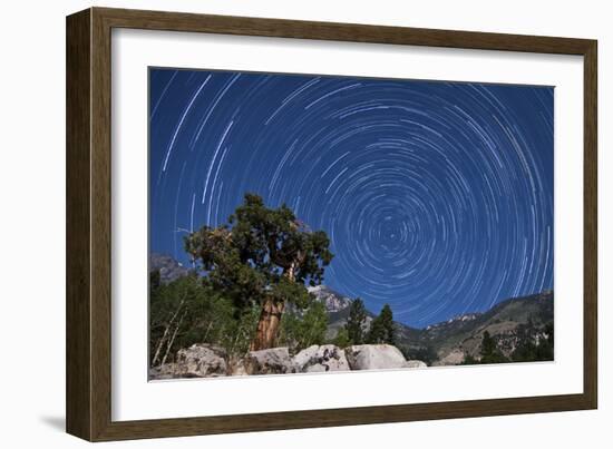 A Pine Tree on a Windswept Slope Reaches Skyward Towards North Facing Star Trails-null-Framed Photographic Print