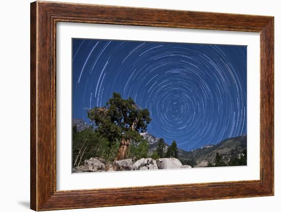 A Pine Tree on a Windswept Slope Reaches Skyward Towards North Facing Star Trails-null-Framed Photographic Print