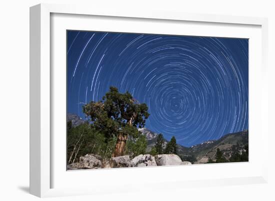 A Pine Tree on a Windswept Slope Reaches Skyward Towards North Facing Star Trails-null-Framed Photographic Print