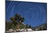 A Pine Tree on a Windswept Slope Reaches Skyward Towards North Facing Star Trails-null-Mounted Photographic Print