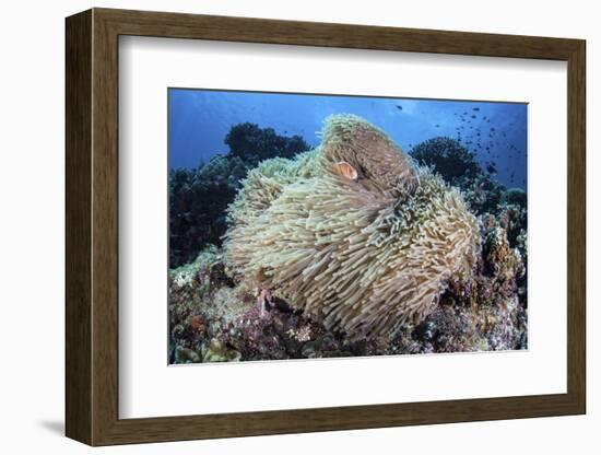 A Pink Anemonefish Swims Among the Tentacles of its Host Anemone-Stocktrek Images-Framed Photographic Print