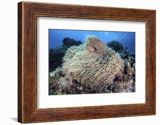 A Pink Anemonefish Swims Among the Tentacles of its Host Anemone-Stocktrek Images-Framed Photographic Print