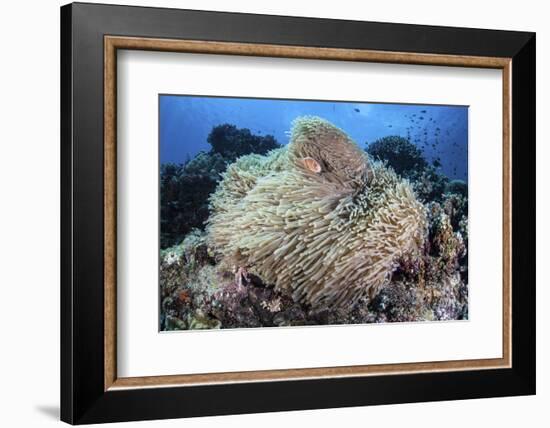 A Pink Anemonefish Swims Among the Tentacles of its Host Anemone-Stocktrek Images-Framed Photographic Print