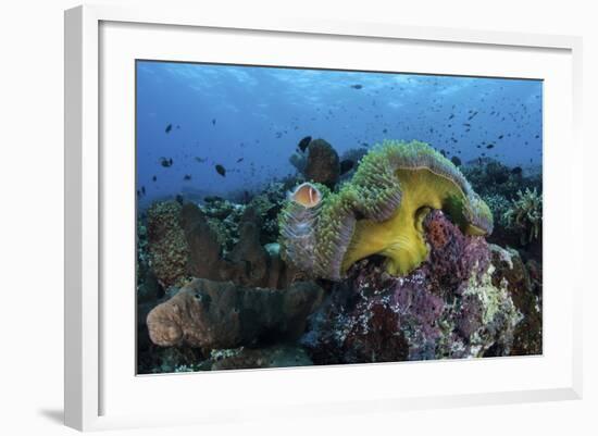 A Pink Anemonefish Swims Near its Host Anemone-Stocktrek Images-Framed Photographic Print