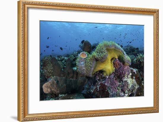 A Pink Anemonefish Swims Near its Host Anemone-Stocktrek Images-Framed Photographic Print
