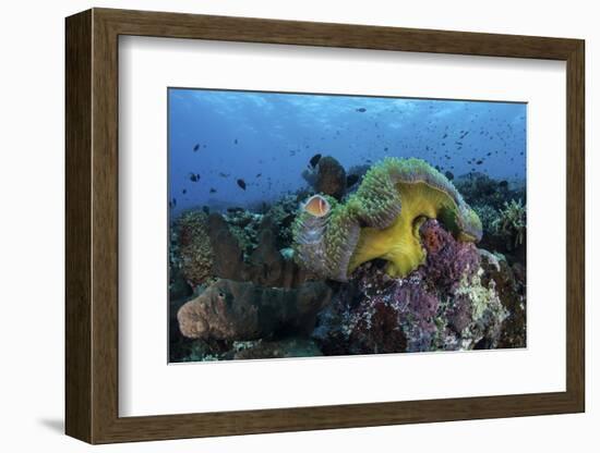 A Pink Anemonefish Swims Near its Host Anemone-Stocktrek Images-Framed Photographic Print