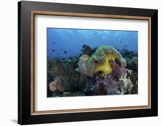 A Pink Anemonefish Swims Near its Host Anemone-Stocktrek Images-Framed Photographic Print