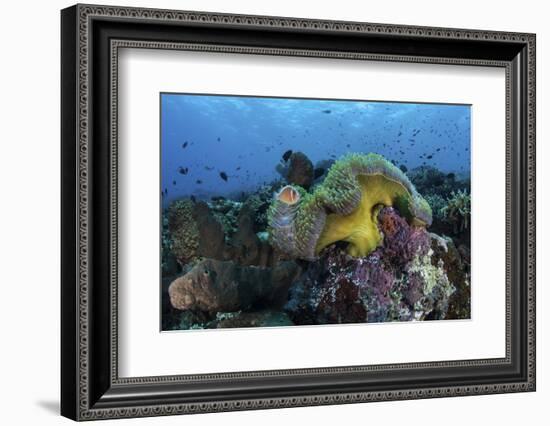 A Pink Anemonefish Swims Near its Host Anemone-Stocktrek Images-Framed Photographic Print