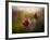 A Pink Childhood Memory-Shenshen Dou-Framed Photographic Print