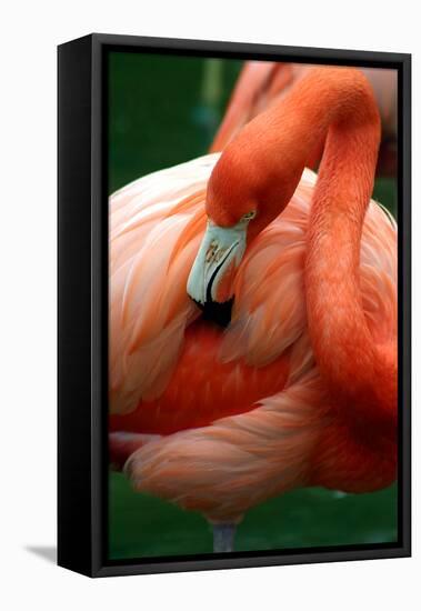 A Pink Flamingo Grooming Herself at Sea World, Orlando, Florida-Bo Vilmos Widerberg-Framed Premier Image Canvas