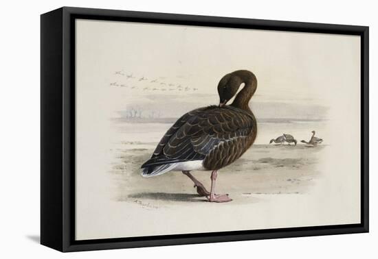 A Pink-Footed Goose-Archibald Thorburn-Framed Premier Image Canvas