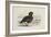 A Pink-Footed Goose-Archibald Thorburn-Framed Giclee Print