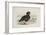 A Pink-Footed Goose-Archibald Thorburn-Framed Giclee Print