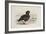 A Pink-Footed Goose-Archibald Thorburn-Framed Giclee Print