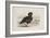 A Pink-Footed Goose-Archibald Thorburn-Framed Giclee Print