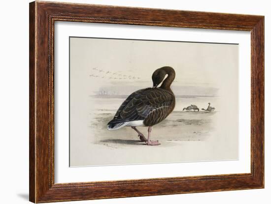 A Pink-Footed Goose-Archibald Thorburn-Framed Giclee Print