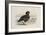 A Pink-Footed Goose-Archibald Thorburn-Framed Giclee Print