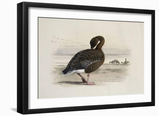 A Pink-Footed Goose-Archibald Thorburn-Framed Giclee Print