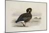 A Pink-Footed Goose-Archibald Thorburn-Mounted Giclee Print