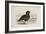 A Pink-Footed Goose-Archibald Thorburn-Framed Giclee Print