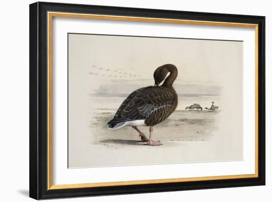 A Pink-Footed Goose-Archibald Thorburn-Framed Giclee Print