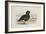 A Pink-Footed Goose-Archibald Thorburn-Framed Giclee Print