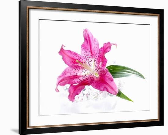 A Pink Lilly-null-Framed Photographic Print