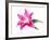 A Pink Lilly-null-Framed Photographic Print