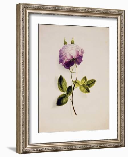 A Pink Rose-James Holland-Framed Giclee Print