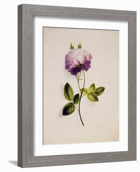 A Pink Rose-James Holland-Framed Giclee Print