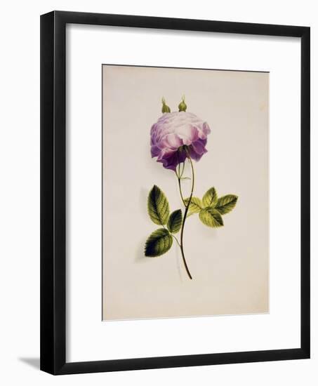 A Pink Rose-James Holland-Framed Giclee Print