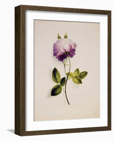 A Pink Rose-James Holland-Framed Giclee Print