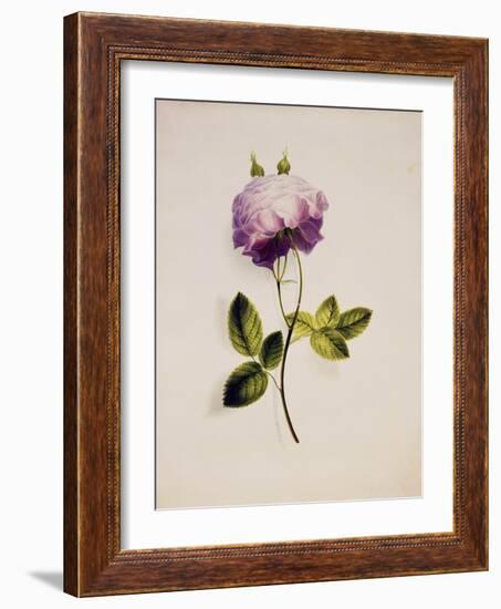 A Pink Rose-James Holland-Framed Giclee Print