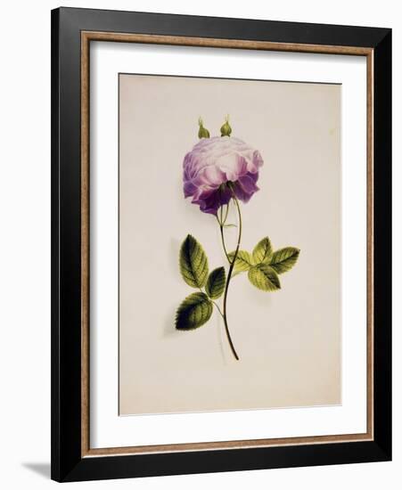 A Pink Rose-James Holland-Framed Giclee Print