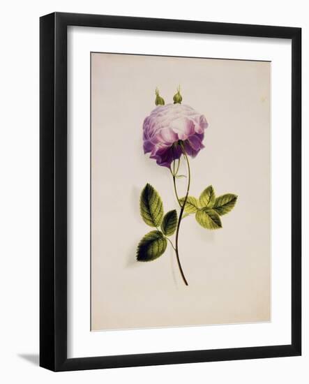 A Pink Rose-James Holland-Framed Giclee Print