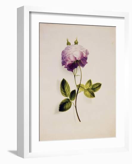 A Pink Rose-James Holland-Framed Giclee Print