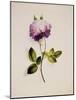 A Pink Rose-James Holland-Mounted Giclee Print