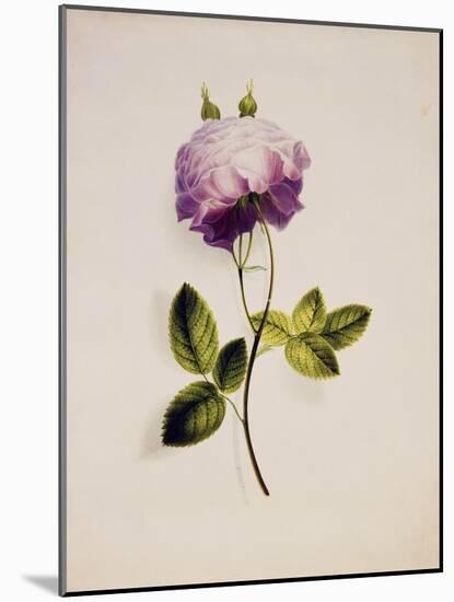 A Pink Rose-James Holland-Mounted Giclee Print