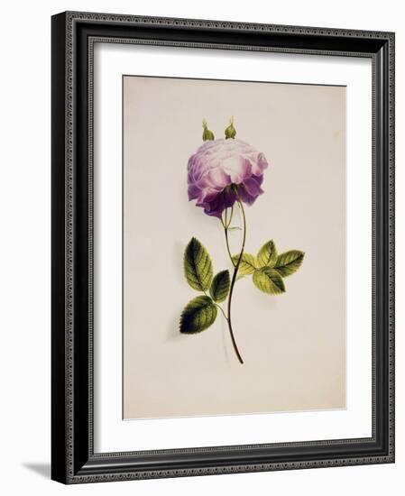 A Pink Rose-James Holland-Framed Giclee Print