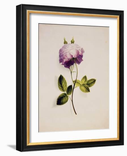 A Pink Rose-James Holland-Framed Giclee Print