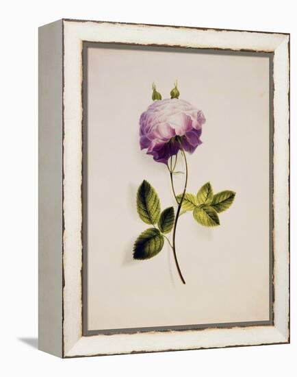 A Pink Rose-James Holland-Framed Premier Image Canvas