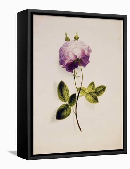 A Pink Rose-James Holland-Framed Premier Image Canvas