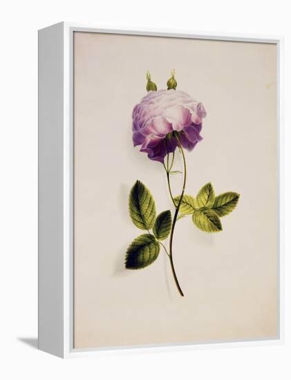 A Pink Rose-James Holland-Framed Premier Image Canvas
